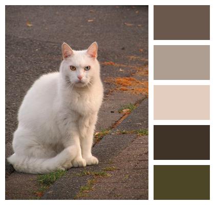White Cat Domestic Cat Cat Image